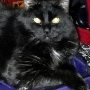 Meet your Posher, Davina